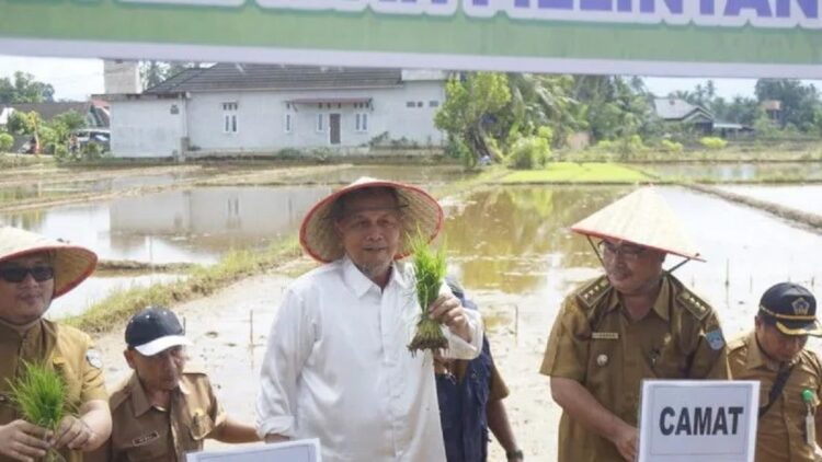 Bupati Pasaman Barat Hamsuardi saat melakukan penanaman padi serentak di lahan sawah di Kecamatan Lembah Melintang. (Antara/Altas Maulana).