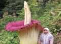 Bunga Bangkai Setinggi 2,5 Meter di Sitingkai Agam Ditemukan Mekar Sempurna 2 Bunga Bangkai Setinggi 2,5 Meter di Sitingkai Agam Ditemukan Mekar Sempurna