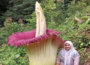 Bunga Bangkai Setinggi 2,5 Meter di Sitingkai Agam Ditemukan Mekar Sempurna