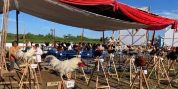 Agar tak Diklaim Negara Lain, Kementan Minta Ayam Kukuak Balenggek Didaftarkan ke FAO