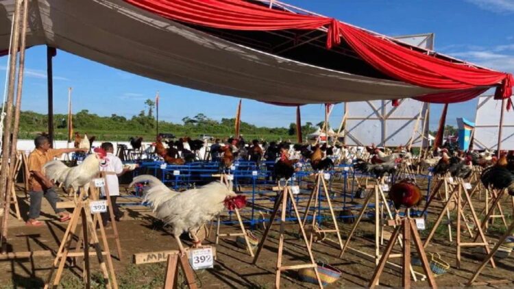 Agar tak Diklaim Negara Lain, Kementan Minta Ayam Kukuak Balenggek Didaftarkan ke FAO 1 Kegiatan Ayam Kukuak Balenggek di lokasi Penas Tani Ke-XVI di Padang, Sumatera Barat. (ANTARA/HO-Humas Kementan).