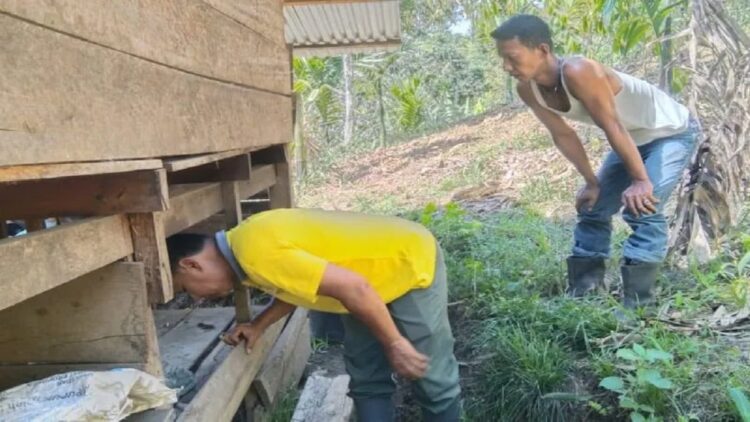 Keberadaan Satwa Liar Ditemukan di Palembayan Agam, Tiga Ekor Anjing Mati Dimangsa 1 Petugas BKSDA Sumbar sedang mengidentifikasi jejak satwa di bawah kandang milik petani di Palembayan, Sabtu (17/6). Dok BKSDA Sumbar