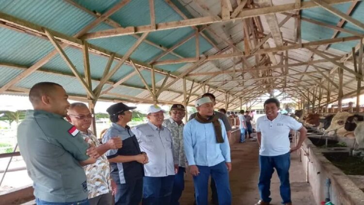 70 Persen Hewan Kurban di Pasbar Berasal dari Peternak Lokal 1 Plt Kepala Dinas Perkebunan dan Peternakan Pasaman Barat Roni Hendri Eka Putra (peci putih) saat meninjau hewan ternak sapi warga dalam rangka persiapan kurban Hari Raya Idul Adha 1444 Hijriah. (Antara/Altas Maulana).