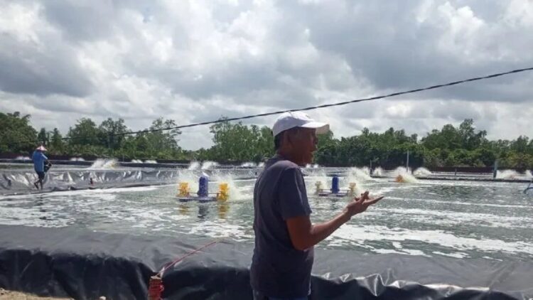 Salah seorang petani sedang berada di lahan tambak udang miliknya. (Antara/Yusrizal)