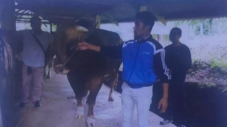 Ini Tiga Sapi Unggul yang Diseleksi untuk Kurban Presiden di Sumbar 1 Salah satu sapi unggul yang diseleksi untuk kurban Presiden di Sumbar. ANTARA/Dinas Peternakan Sumbar