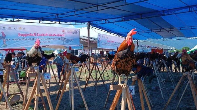 Kontes Ayam Kukuk Balenggek di Padang Pecahkan Rekor MURI 1 Ayam kukuk balenggek yang merupakan plasma nutfah Sumatera Barat. (ANTARA/Miko Elfisha)