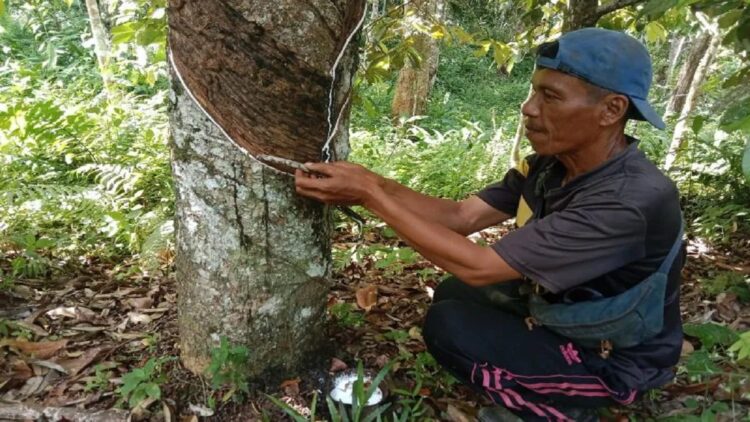 Wali Jorong Koto Tinggi, Mulyadi sedang melihat kondisi karet di kebun milik warga, Sabtu (17/6). (Antara/Yusrizal)