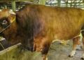 Sapi jenis Limousin Cross yang menjadi sapi kurban Presiden Joko Widodo di Sumbar. (FOTO ANTARA/HO-Dinas Peternakan Sumbar)