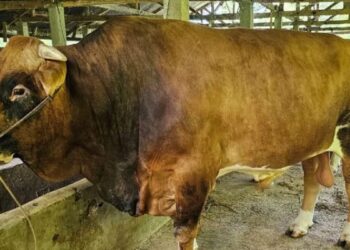 Sapi dari Padangpanjang Terpilih jadi Kurban Presiden di Sumbar 12 Sapi jenis Limousin Cross yang menjadi sapi kurban Presiden Joko Widodo di Sumbar. (FOTO ANTARA/HO-Dinas Peternakan Sumbar)