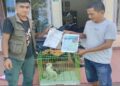 Warga Agam Serahkan Elang Brontok ke BKSDA Sumbar usai Ditemukan di Kebun