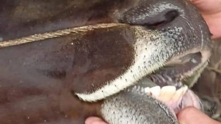 Petugas memeriksa kesehatan hewan kurban. (Foto: Dok. Istimewa)