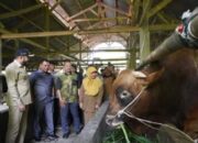 Sapi Limousin asal Padangpanjang Resmi Dibeli Presiden untuk Kurban di Sumbar