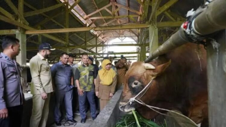 Wako Fadly Amran bersama rombongan sekretaris presiden Jokowi, melihat Arjuna, sesaat sebelum akad jual beli dilakukan. (Foto: ANTARA)