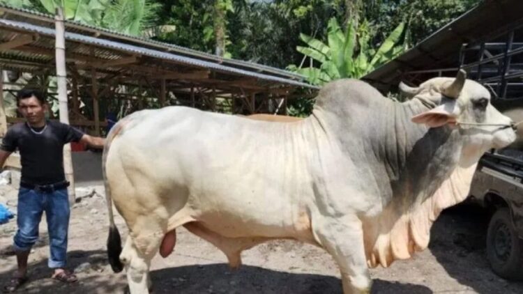 Jumlah Pemotongan Hewan Kurban di Sumbar Tahun Ini Diprediksi Meningkat 1 Sapi kurban Presiden Joko Widodo di Sumbar 2022. (ANTARA/Dinas Peternakan Sumbar)