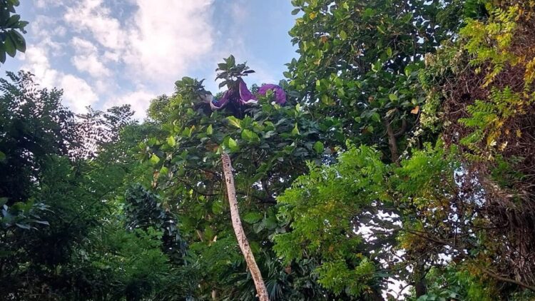 Tim SAR Evakuasi Dua Atlet Paralayang dari Bukit Pantai Air Manis 1 Evakuasi dua atlet paralayang yang tersangkut di atas pohon perbukitan Pantai Air Manis. (Foto: Dok. Pusdalops PB)