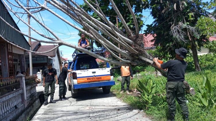 BPBD Evakuasi Pohon Tumbang Timpa Kabel Listrik di Padang 1 Pohon tumbang di kawasan Perumdam 4 pada Sabtu (17/6/2023) siang. (Foto: Dok. BPBD Kota Padang)