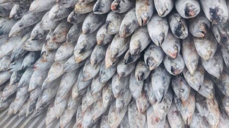 Sumbar Ekspor Tuna Beku Senilai Rp2,5 Miliar ke Amerika Serikat 1 ilustrasi tuna beku. (dok. istimewa)