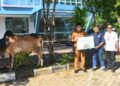 Sapi kurban bantuan Bank Nagari yang akan disebar di enam instansi di Padang. (dok. istimewa)