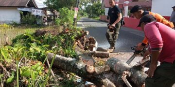 Pembersihan dan evakuasi pohon tumbang di kawasan Kuranji, Kota Padang pada Sabtu (29/7/2023) siang. (Foto: Dok. Pusdalops PB)