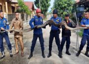 Banjir Selesai, Dinas Damkar Padang Evakuasi Ular Piton dari Rumah Warga