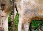 Dua Ekor Sapi Warga Pasaman Dicakar Harimau, BKSDA Pasang Kamera Trap