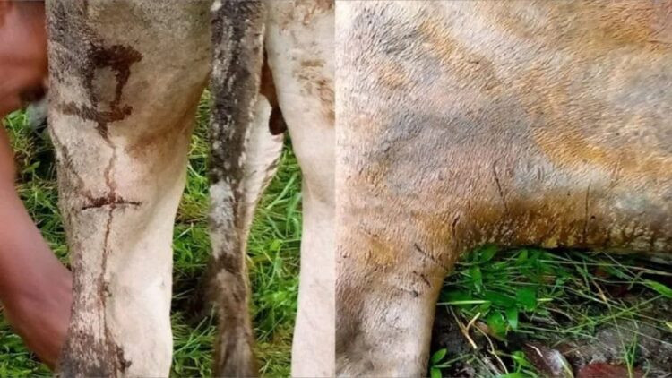 Dua Ekor Sapi Warga Pasaman Dicakar Harimau, BKSDA Pasang Kamera Trap 1 Bekas cakaran Harimau Sumatera konflik satwa Harimau Sumatera (Panthera Tigris Sondaica) didaerah Binjai, Kecamatan Tigo Nagari, Kabupaten Pasaman (ANTARA/IST)