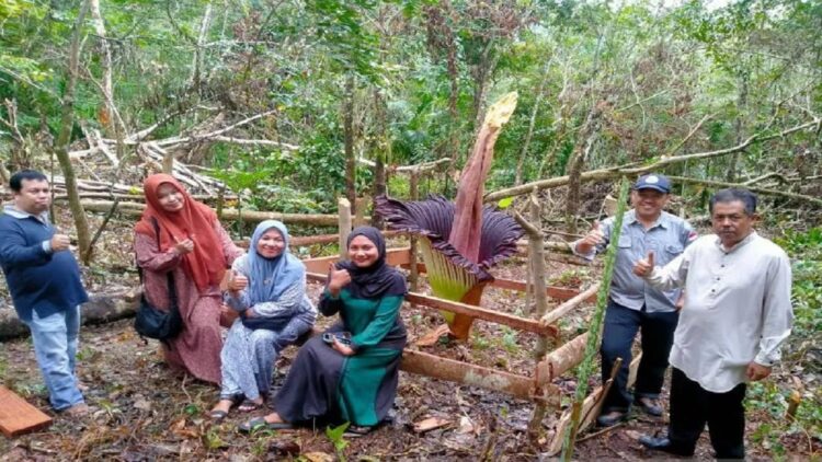 Bunga bangkai berjenis Amorphophallus titanum ditemukan mekar sempurna di Kabupaten Sijunjung, Sumatera Barat. ANTARA/HO-BKSDA Sumbar