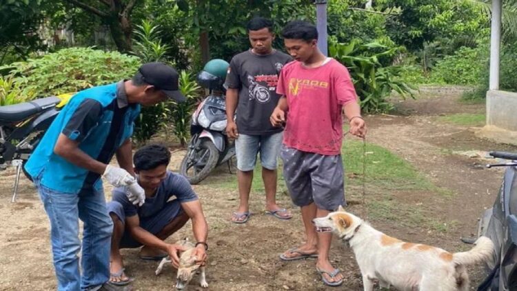 26 Kasus Rabies Terjadi di Pasbar, Seorang Bayi Dilaporkan Meninggal Dunia 1 Ilustrasi petugas kesehatan hewan di Pasaman Barat melakukan suntik Vaksin Anti Rabies (VAR) terhadap hewan peliharaan masyarakat di daerah itu karena maraknya Gigitan Hewan Peliharaan Rabies (GHPR). Antara/Altas Maulana.