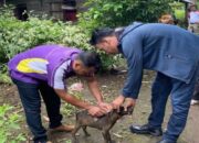 Cegah Penularan Rabies, Pemkab Pasbar Vaksinasi Hewan Peliharaan