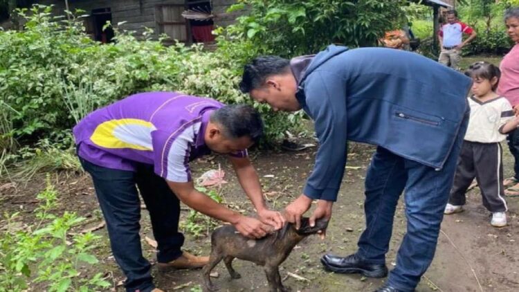 Petugas kesehatan hewan memberikan suntikan vaksin anti-rabies pada hewan penular rabies di Kabupaten Pasaman Barat, Minggu (16/7/2023). (ANTARA/Altas Maulana)