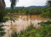 Banjir akibat Luapan Sungai Batang Saman Pasbar, Puluhan Hektare Lahan Pertanian Terdampak