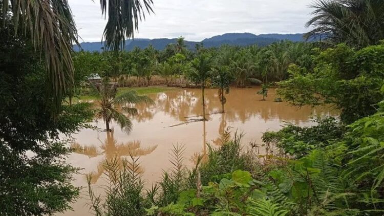 Kondisi lahan sawah masyarakat di Nagari Aia Gadang Jorong Jorong Durian Hutan Kecamatan Pasaman Kabupaten Pasaman Barat terdampak mengalami kerusakan akibat banjir, Sabtu (15/7/2023). Antara/Altas Maulana