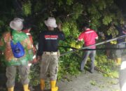 BPBD Padang Laporkan sejumlah Titik Terdampak Pohon Tumbang, Ini Lokasinya