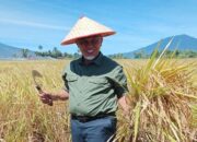 Kelola Komoditas Gambir, Pemprov Sumbar Ubah TTIC jadi BLUD Agro