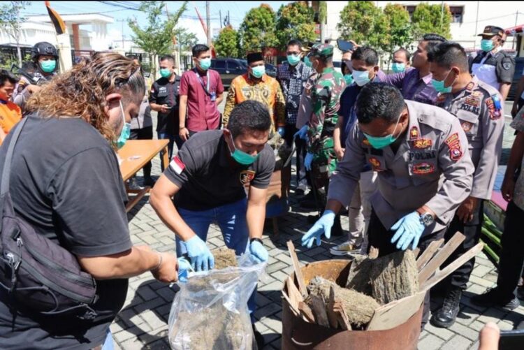 Polres Pariaman Musnahkan 77 Paket Ganja Kering Hasil Tangkapan 1 Sebanyak 77 paket ganja kering hasil tangkapan dimusnahkan Polres Pariaman. (Foto: Dok. Istimewa)