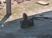 Sedang Gali Tanah, Warga Padang Temukan Benda Diduga Granat Nanas