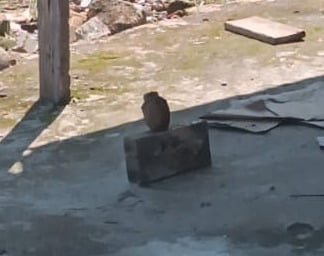 Sedang Gali Tanah, Warga Padang Temukan Benda Diduga Granat Nanas 1 Benda diduga granat nanas ditinggal warga di depan rumah usai ditemukan saat menggali tanah. (Foto: Dok. Istimewa)