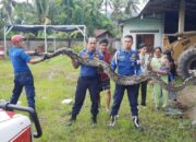 Damkar Padang Evakuasi Piton sepanjang 4 Meter di Gudang Rumah Warga