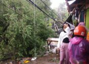 FLASH: Hujan Deras Akibatkan Pohon Tumbang dan Listrik Padam di Jati Padang