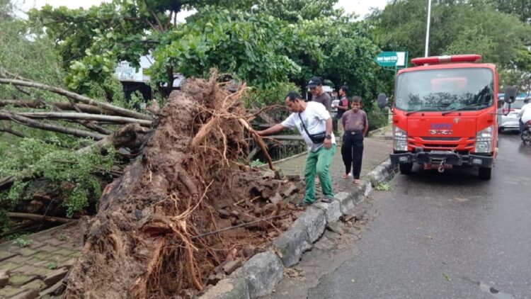 Tiang Listrik Ikut Tumbang di Jati Padang Akibat Hujan Deras dan Angin Kencang, Warga Dengar Dentuman Keras 1 Petugas TRC BPBD Padang membersihkan pohon tumbang di kawasan Jati. (Foto: Dok. Muhammad Aidil)