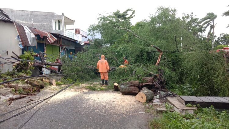 1 Gardu dan 2 Tiang Listrik Terdampak Pohon Tumbang di Jati Padang, Ini yang Dilakukan PLN 1 Petugas TRC BPBD Padang membersihkan pohon tumbang di kawasan Jati. (Foto: Dok. Muhammad Aidil)