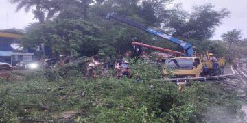 Pohon Tumbang Timpa Tiang Listrik di Padang, PLN Sarankan Ini ke Pemko