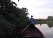 Warga Pancungsoal Pessel Diterkam Buaya saat Memancing, Petugas masih Lakukan Pencarian