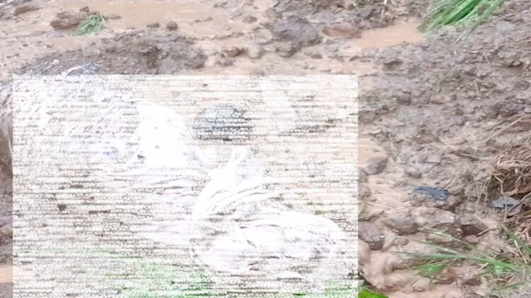 Jenazah keluar dari kubur karena pemakaman longsor di kawasan Seberang Padang, Kota Padang. (dok. Facebook)