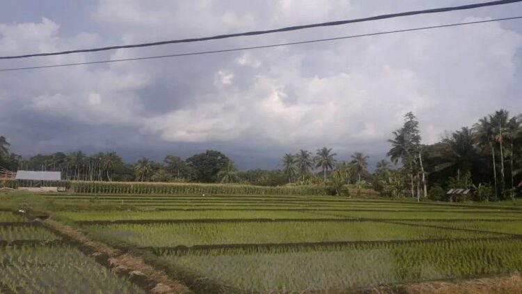 Antisipasi Gagal Panen, Pemkab Pasbar Terapkan Konsep Pertanian Cerdas 1 Salah satu lahan sawah di Kabupaten Pasaman Barat.(Antara/HO-DTPH Pasaman Barat).