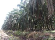 Agar Hasil Panen Meningkat, Pemkab Pasbar Ajak Petani Pakai Bibit Sawit Unggul