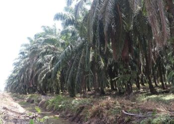 Agar Hasil Panen Meningkat, Pemkab Pasbar Ajak Petani Pakai Bibit Sawit Unggul