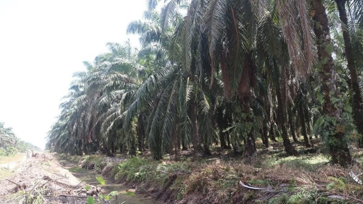 Tanaman kelapa sawit di Kabupaten Pasaman Barat. (Antara/Altas Maulana).
