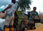 Bibit Jagung Hibrida Langka, Petani Solok Selatan Merugi