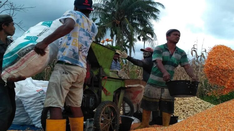 Sejumlah petani di Kabupaten Solok Selatan melakukan pemipilan jagung yang telah dipanen menggunakan mesin. Antara/Erik